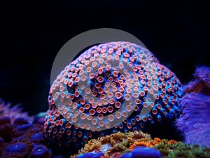 Cyphastrea is the perfect aquarium coral photo